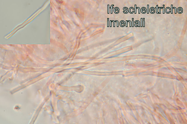 Skeletocutis vulgaris (Fries) Niemel & Y.C. Dai